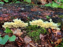Trichoderma citrinum