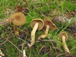 Cortinarius venetus var. montanus