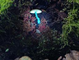 Callistosporium luteo-olivaceum