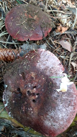 Russula olivacea