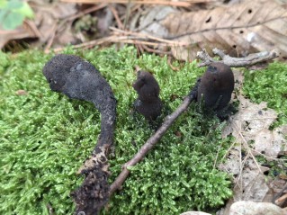 Xylaria polymorpha