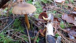 Cortinarius semisanguineus