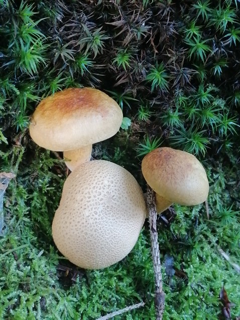 Pseudoboletus parasiticus