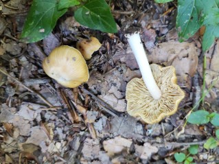 Inocybe mixtilis