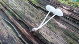 Hemimycena cucullata