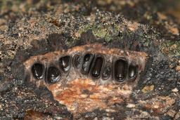 Eutypa spinosa