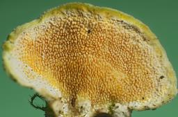 Steccherinum bourdotii