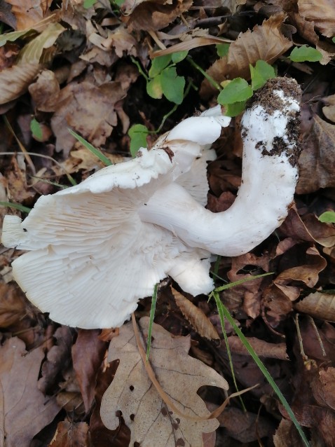 Tricholoma columbetta