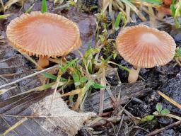 Tubaria pellucida