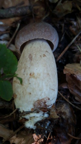 Boletus pinophilus