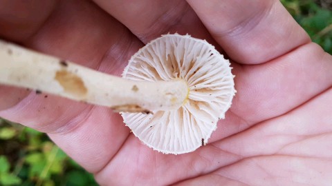 Hygrophorus chrysodon