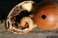 Curculio glandium