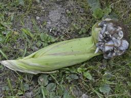 Mycosarcoma maydis