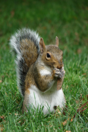 Sciurus carolinensis