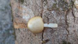 Hydropodia subalpina