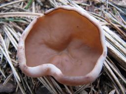 Discina ancilis