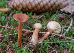 Infundibulicybe squamulosa