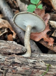 Lentinus substrictus