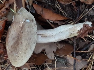 Lactarius blennius