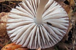 Mycena leptocephala