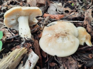 Calocybe gambosa