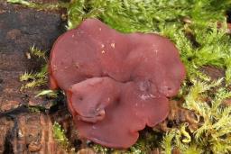 Ascocoryne cylichnium