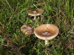 Amanita pantherina