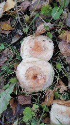 Lactarius pubescens