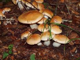 Hygrophorus pudorinus