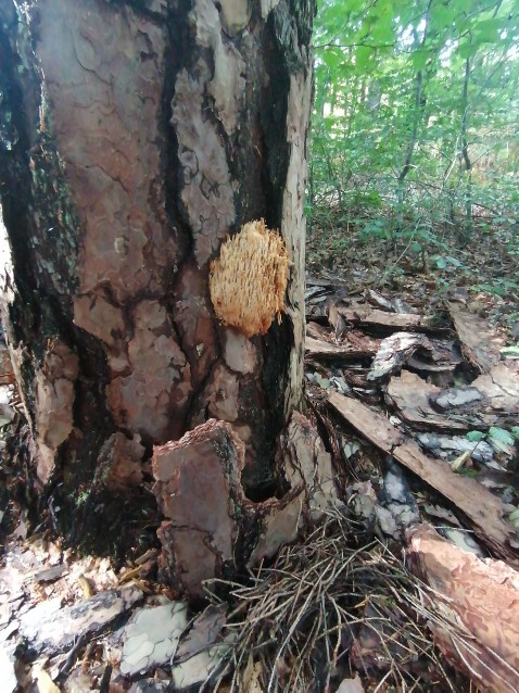 Artomyces pyxidatus