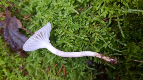 Hygrophorus pustulatus