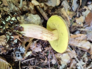 Xerocomus subtomentosus