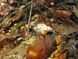 Marasmius bulliardii