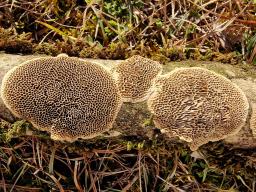 Trametes trogii