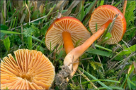 Hygrocybe splendidissima