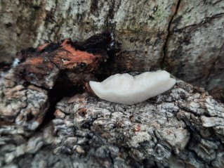 Reticularia lycoperdon