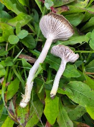 Cuphophyllus flavipes