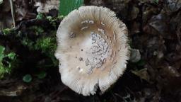 Amanita ceciliae