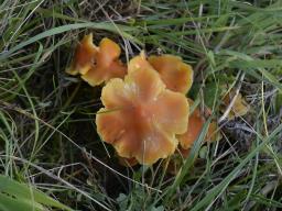 Hygrocybe aurantiosplendens