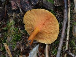 Hygrophoropsis rufa