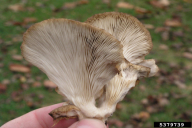 Pleurotus ostreatus