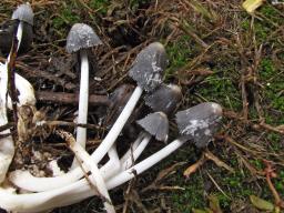 Coprinopsis cinerea
