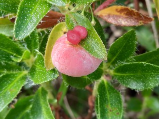 Exobasidium rhododendri