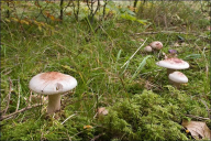 Hygrophorus erubescens