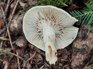 Hygrophorus penarius