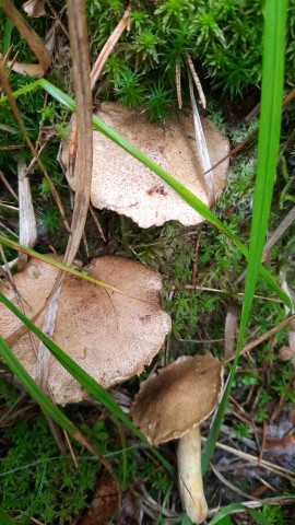 Suillus variegatus