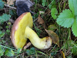 Butyriboletus regius