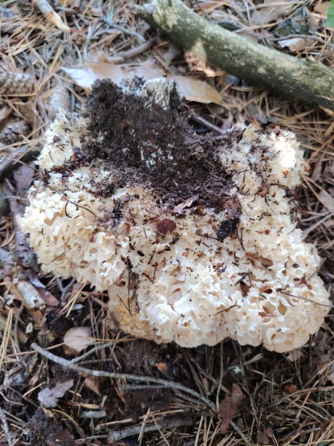 Sparassis crispa