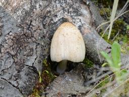 Coprinellus ellisii