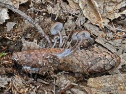 Mycena plumipes